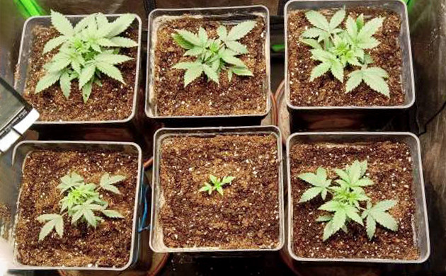 Развитие кустов на третьей неделе выращивания Замедленный рост одного из шести кустов