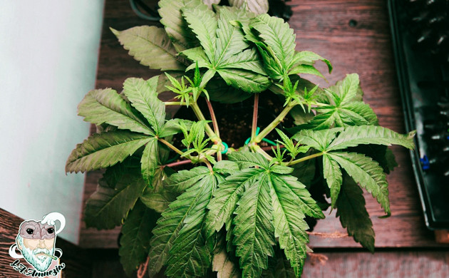 Подогнутые листья куста