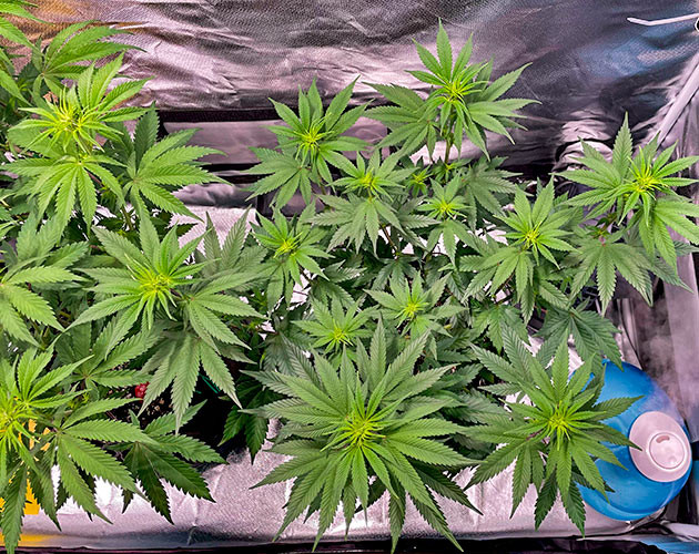 Начало цветения Куст White Wedding RBX на первой неделе цветения