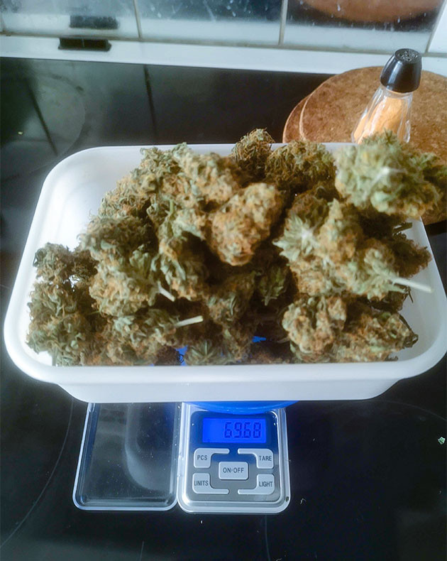 Сбор урожая Bruce Banner #3 Fast