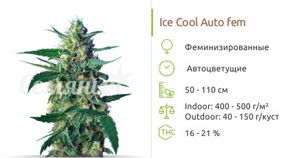 Сорт конопли Ice Cool Auto Ice Cool Auto fem от Sweet Seeds