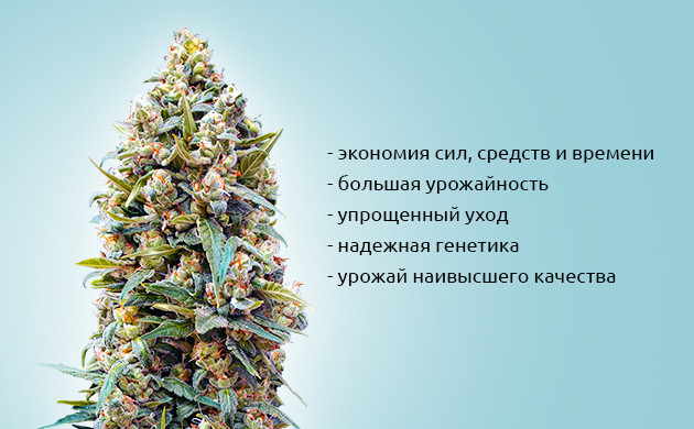 Зачем нужны феминизированные семена