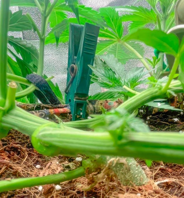 Куст Fullgas на стадии вегетации