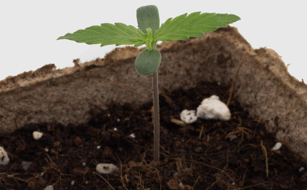 Росток марихуаны Delicious Candy Early Version fem