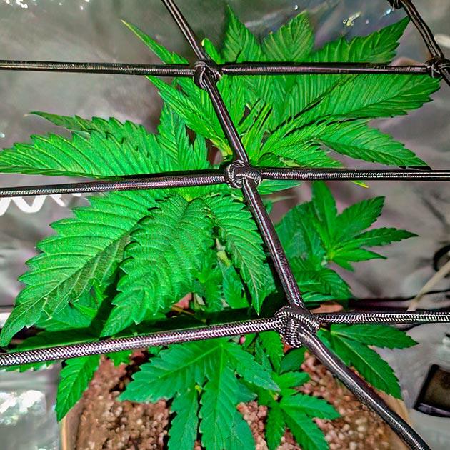 Тренировки и состав удобрений для марихуаны Куст Keepers OG Autoflower на стадии вегетации