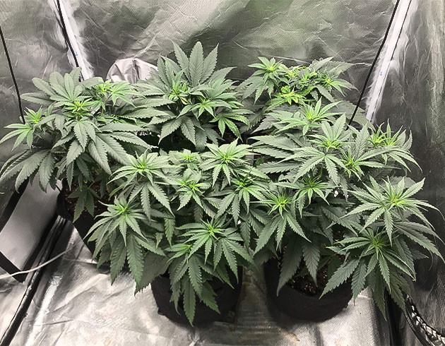 Кусты на последней неделе вегетации