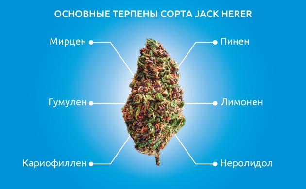 Вкусоароматический и терпеновый профиль