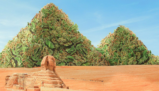 Изначальный ареал произрастания сативы Родина сативных лендрейсов