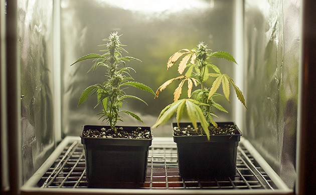 Учимся на ошибках в гровинге