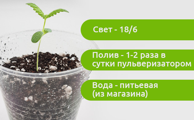 Условия по уходу за коноплей после проращивания