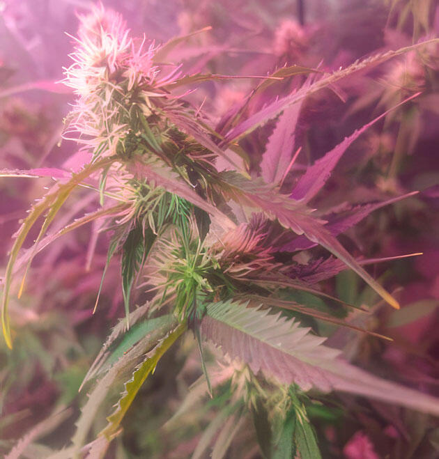 8-я неделя развития Wedding Cake Auto от Семяныча