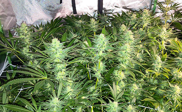 12 неделя выращивание и отставание в развитии одного куста Соцветия Delicious Candy Early Version