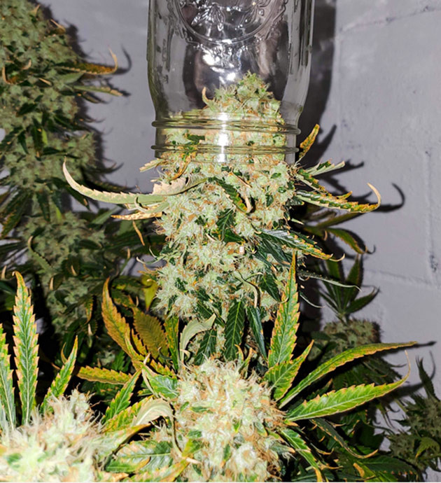 Харвест на 9 неделе цветения Сравнение диаметра шишки с горлышком банки