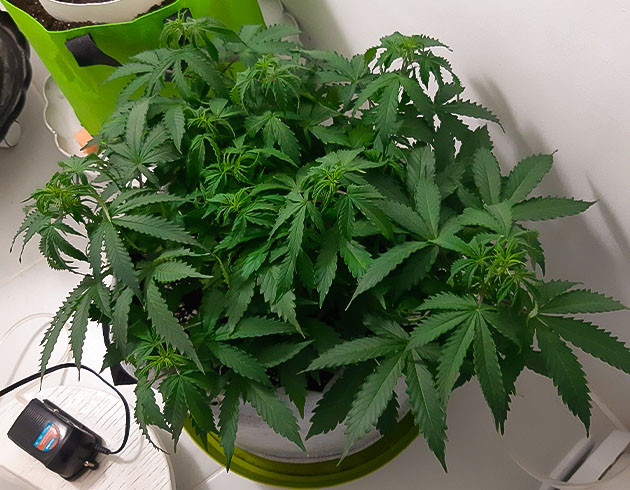 Борьба с болезнью Bruce Banner Auto