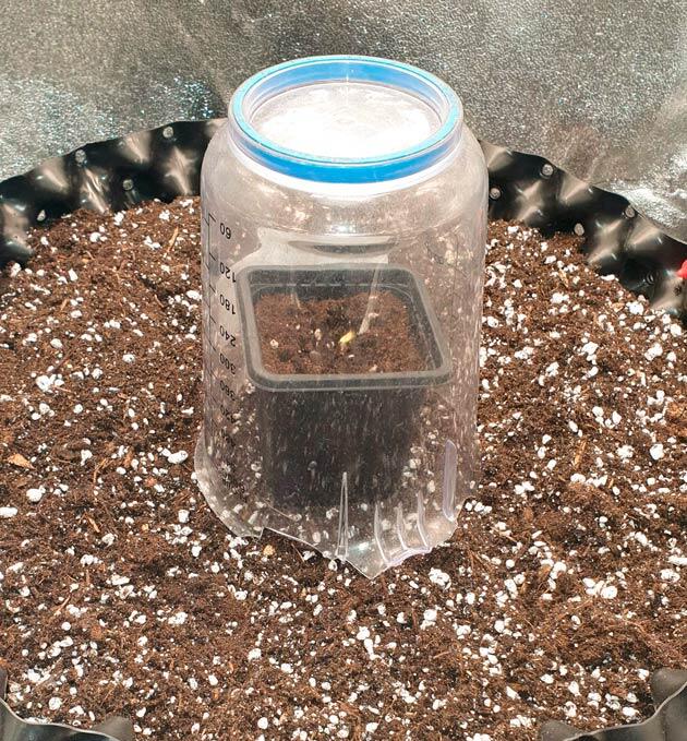 Проращивание Hellfire OG Auto