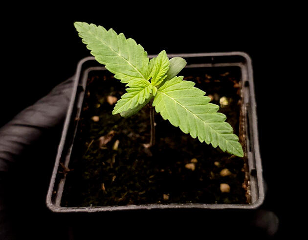 Состав питательного раствора для конопли Росток Tropicana Cookies FF от FastBuds на 1 неделе