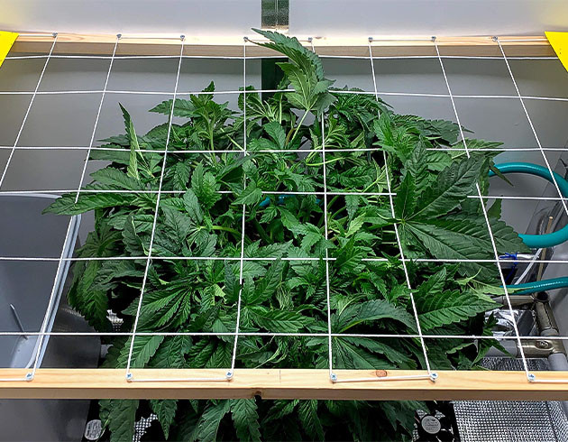 Гроурепорт по выращиванию конопли Pineapple Chunk