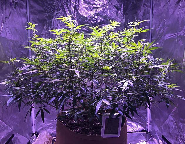 Blueberry Muffin: начало цветения