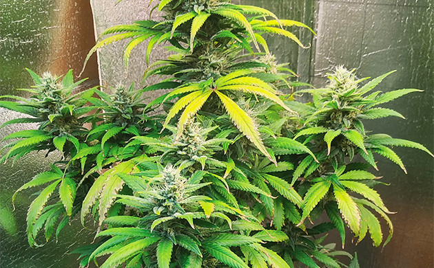 Сухие пятна на листьях куста