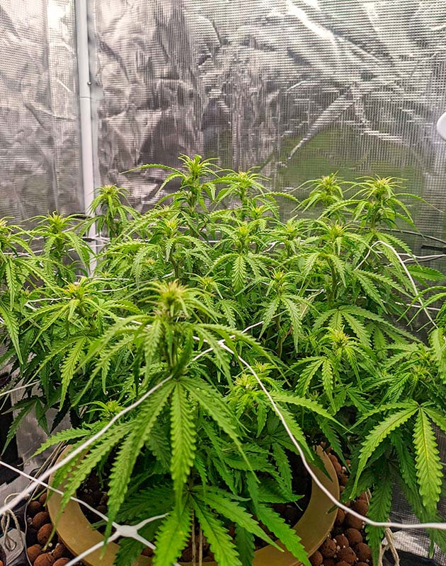 Gorilla Glue Auto дневник по выращиванию