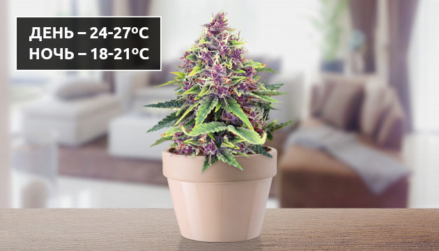 Температурный режим для фиолетовой конопли