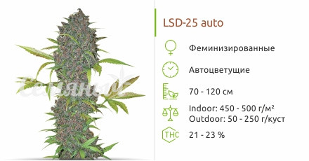 Сорт марихуаны LSD-25 Auto LSD-25 Auto от FastBuds
