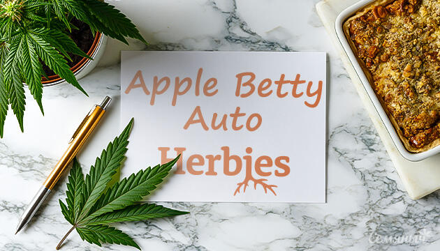 Выращивание сорта марихуаны Apple Betty Auto от Herbies Seeds Гроурепорт сорта Apple Betty Auto от Herbies Seeds