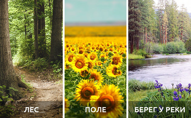 Локации для выращивания конопли Лес, поле и берег реки