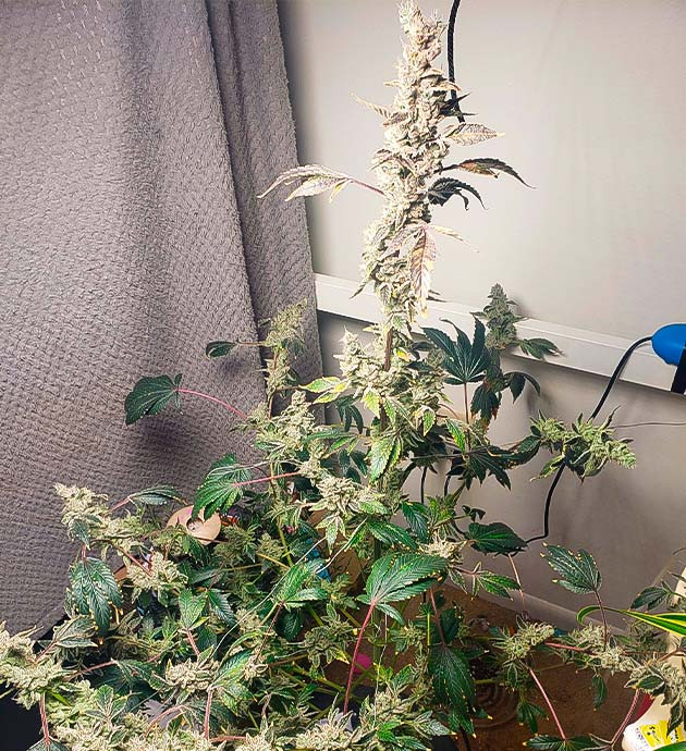 17 неделя роста Strawberry OG Cookies R1