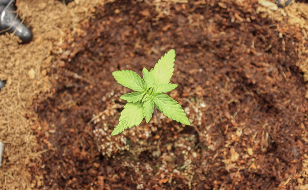 Росток на второй неделе Формирование третьей пары листьев