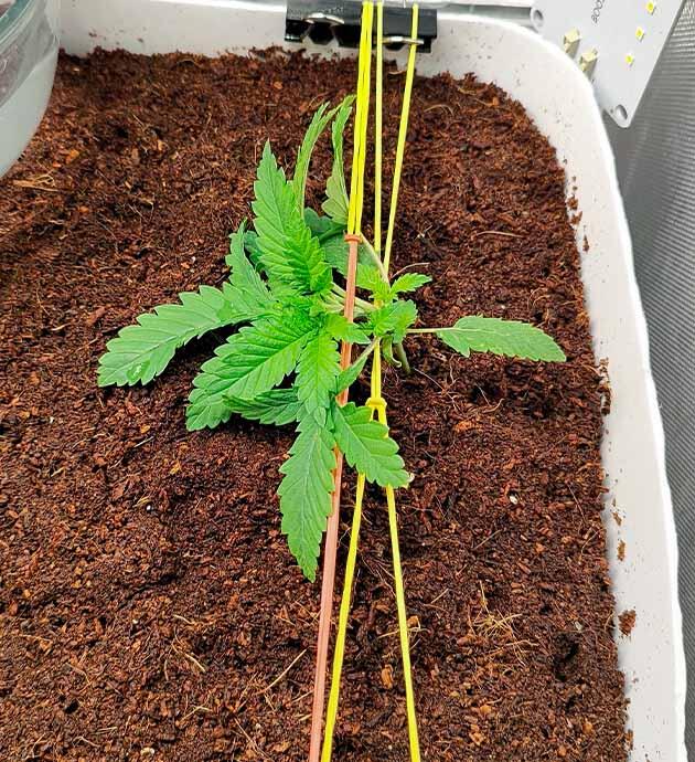 Растишки Mimosa Shot и Gorilla Zkittlez