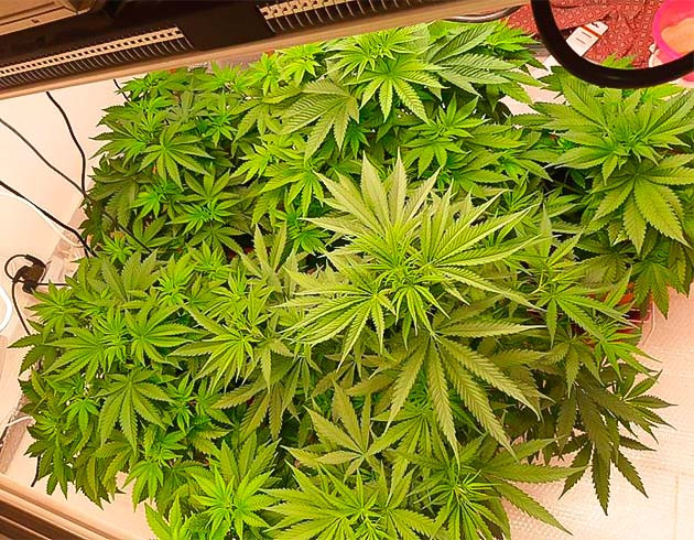 Кусты Persian Pie от GHS на 5 неделе выращивания