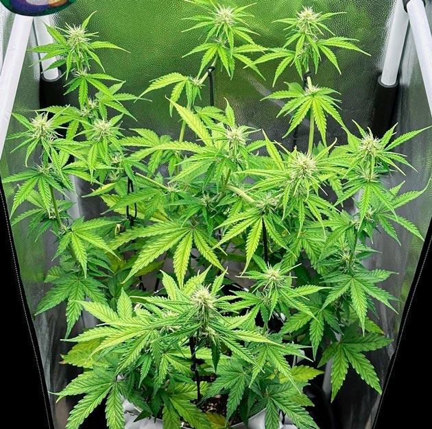 Куст Auto Critical Lemon CBD от Advanced Seeds на 6 неделе