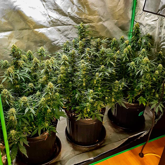 Избавление от запахов при выращивании Scout Cookies Auto
