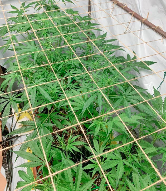 Установка сетки ScrOG Кусты Gorilla Auto на 7 неделе выращивания