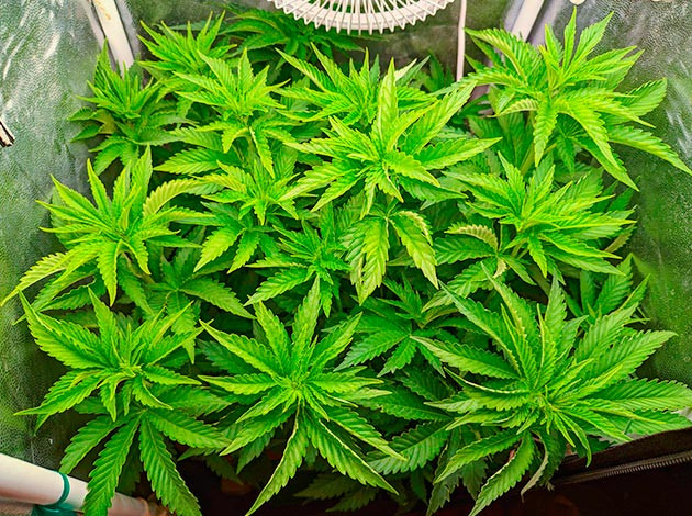 Гроурепорт сорта Sensi Star