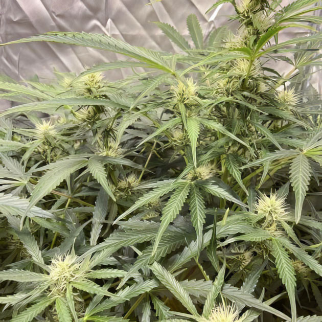 Куст Wedding Cake Auto на стадии цветения