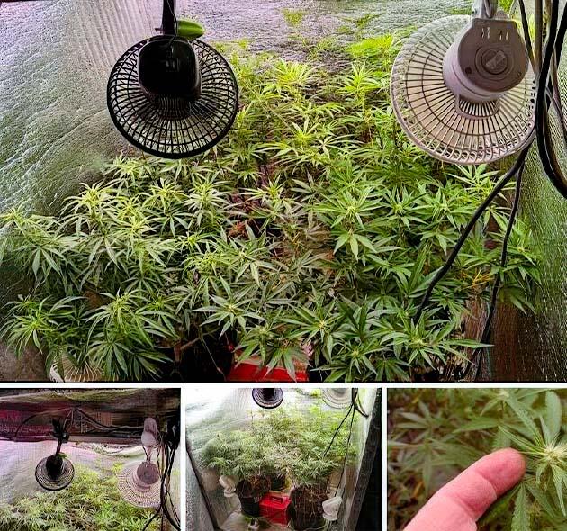 Формирование шишек у каннабиса