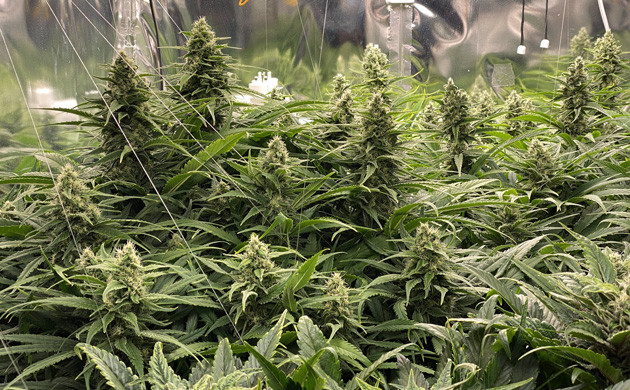 Полные шишки