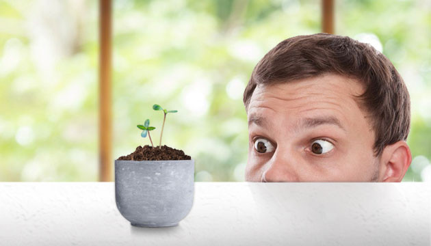 Чрезмерное внимание к семенам Постоянно смотреть на куст конопли