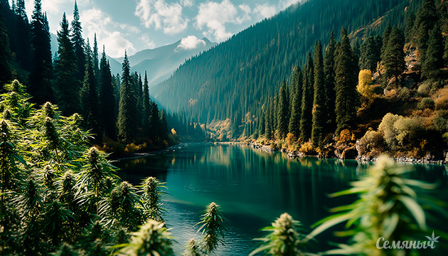 Дикая конопля как экономический ресурс Конопля Чуйской долины