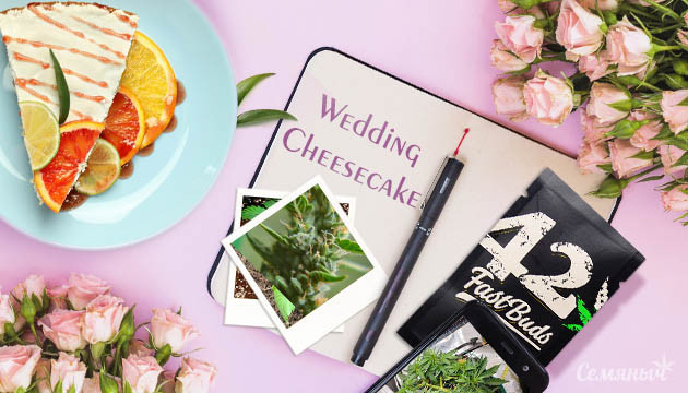 Гроурепорт сорта Wedding Cheesecake Auto