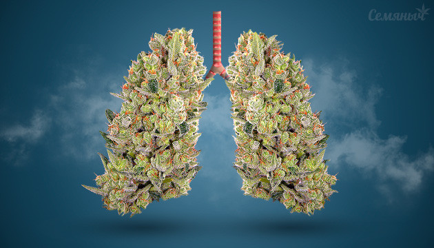 Влияние марихуаны на легкие Конопля и легкие