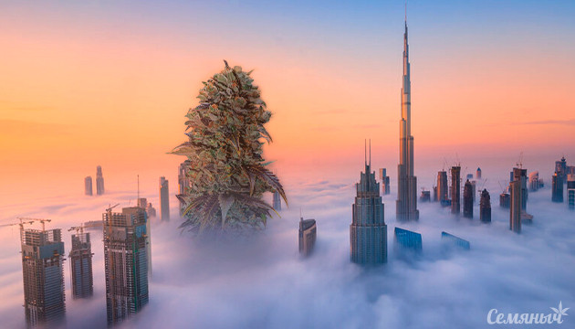 Гигантский куст рядом с небоскребами