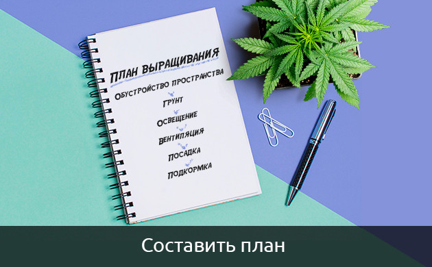 Планирование при выращивании автоцветущей конопли