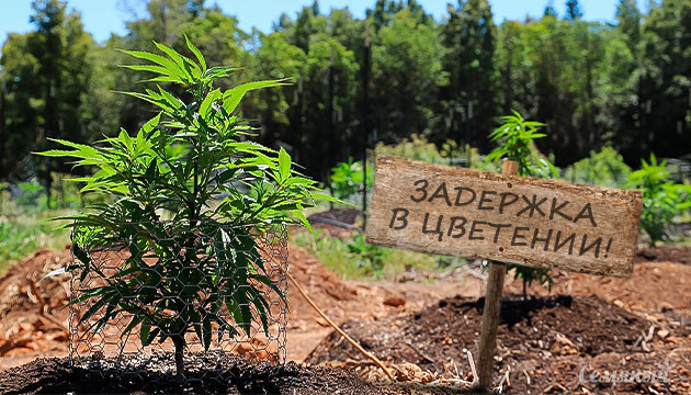 Задержка цветения конопли в ауте