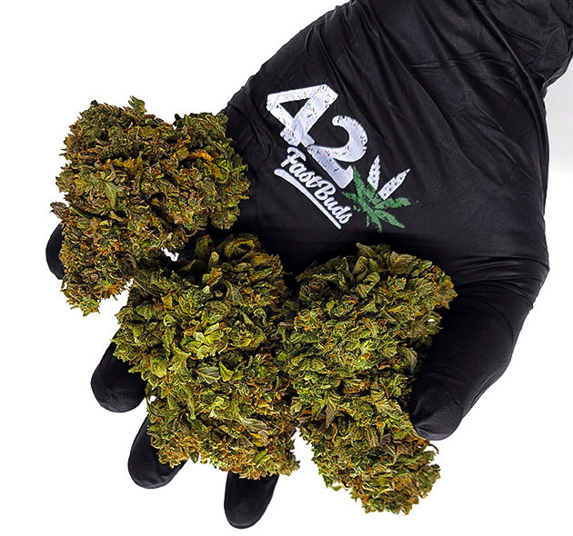 Харвест на 12 неделе выращивания Шишки CBD Auto 20:1