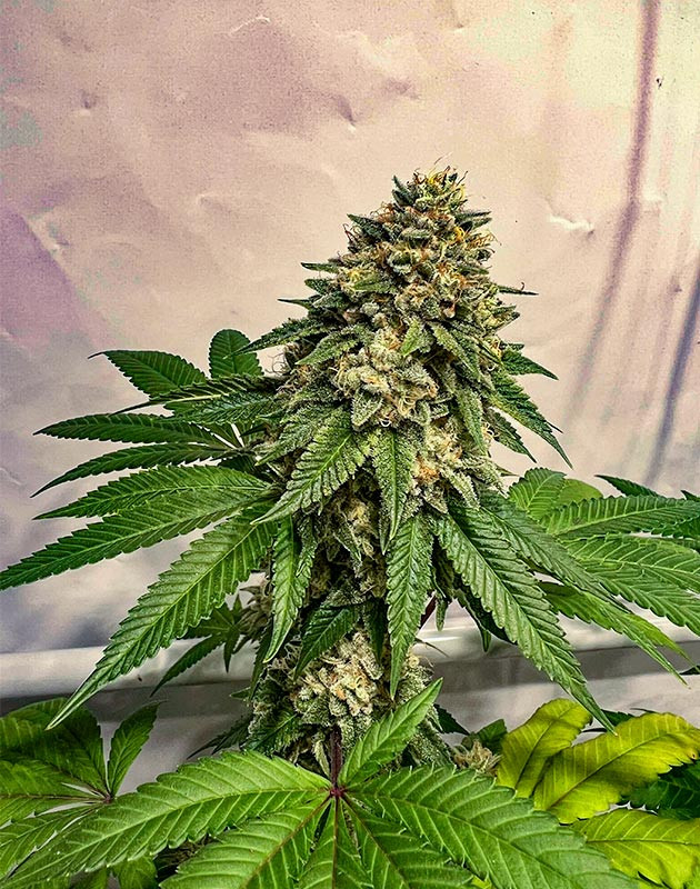 Харвест Куст Marshmallow OG на 20 неделе