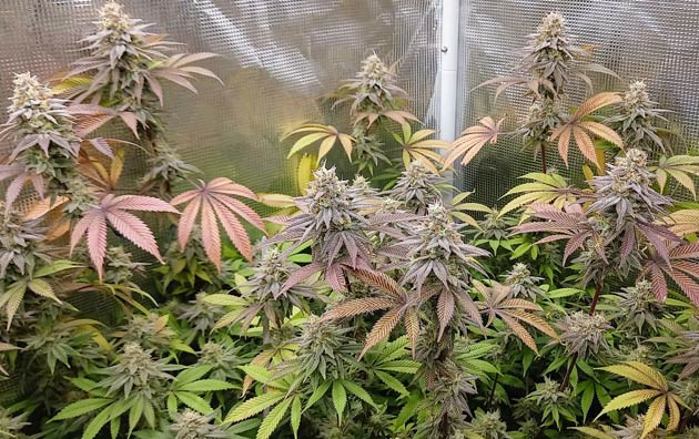 HighCloudZ: ягодный аромат перед сбором