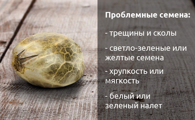 Признаки проблемных семян конопли